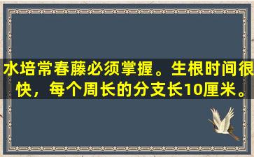 水培常春藤必须掌握。生根时间很快，每个周长的分支长10厘米。