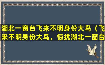 湖北一窗台飞来不明身份大鸟（飞来不明身份大鸟，惊扰湖北一窗台）