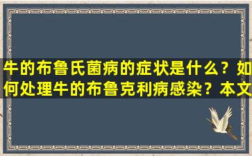 牛的布鲁氏菌病的症状是什么？如何处理牛的布鲁克利病感染？本文告诉你