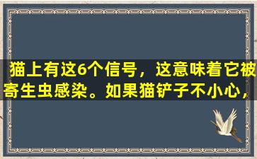 猫上有这6个信号，这意味着它被寄生虫感染。如果猫铲子不小心，请不要粗心。