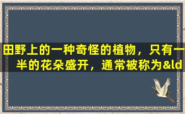 田野上的一种奇怪的植物，只有一半的花朵盛开，通常被称为“肝脏保护仙女”。你看过吗？