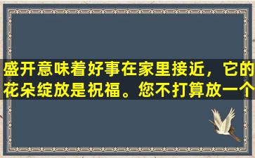 盛开意味着好事在家里接近，它的花朵绽放是祝福。您不打算放一个锅吗？