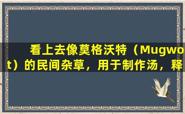 看上去像莫格沃特（Mugwort）的民间杂草，用于制作汤，释放血液和未封锁月经和延迟衰老