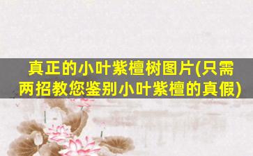 真正的小叶紫檀树图片(只需两招教您鉴别小叶紫檀的真假)