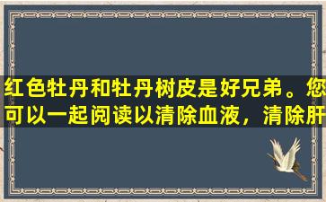 红色牡丹和牡丹树皮是好兄弟。您可以一起阅读以清除血液，清除肝脏热量并去除血液停滞。