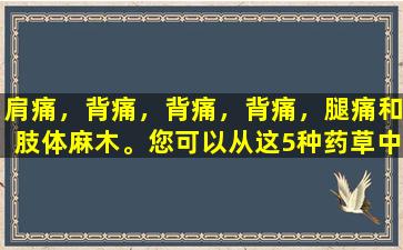 肩痛，背痛，背痛，背痛，腿痛和肢体麻木。您可以从这5种药草中获取此食谱