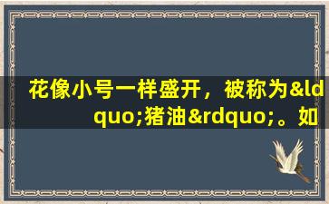 花像小号一样盛开，被称为“猪油”。如今，它们是非常宝贵的，只有那些知道商品的人才能挑选它。