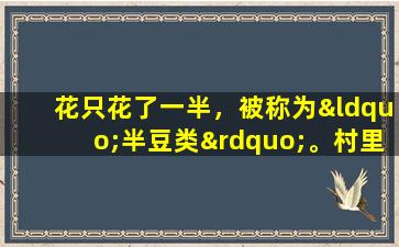 花只花了一半，被称为“半豆类”。村里的人们正在寻找它，但是如果有的话，他们不敢寻找它。