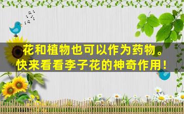 花和植物也可以作为药物。快来看看李子花的神奇作用！