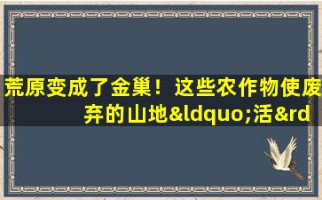 荒原变成了金巢！这些农作物使废弃的山地“活”！呢呢