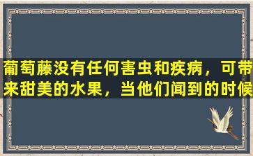 葡萄藤没有任何害虫和疾病，可带来甜美的水果，当他们闻到的时候，它们会流口水