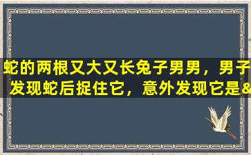 蛇的两根又大又长兔子男男，男子发现蛇后捉住它，意外发现它是“兔子男”