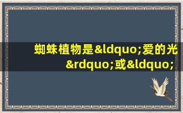 蜘蛛植物是“爱的光”或“耐遮阳的”吗？许多人做错了，难怪他们不能很好地提出它