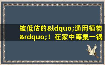被低估的“通用植物”！在家中筹集一锅仙人掌来解决6个主要的生活问题