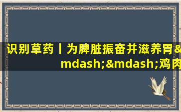 识别草药丨为脾脏振奋并滋养胃——鸡肉