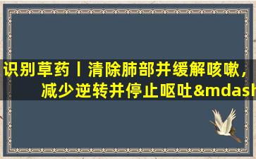 识别草药丨清除肺部并缓解咳嗽，减少逆转并停止呕吐——叶叶