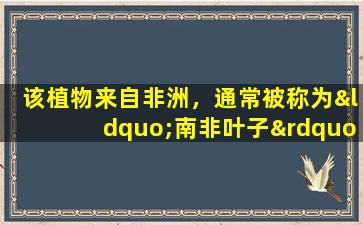 该植物来自非洲，通常被称为“南非叶子”。可以将叶子放入茶中，以减少火和缓解热量！