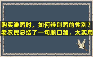 购买雏鸡时，如何辨别鸡的性别？老农民总结了一句顺口溜，太实用了