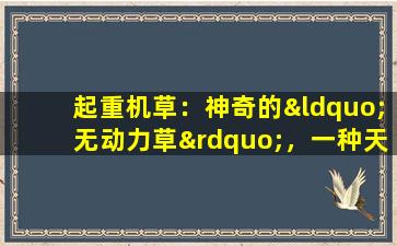 起重机草：神奇的“无动力草”，一种天然药物，可保护健康