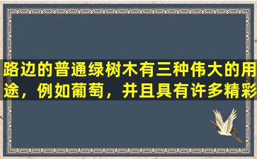 路边的普通绿树木有三种伟大的用途，例如葡萄，并且具有许多精彩的用途。