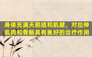 身体充满天鹅绒和肌腱，对拉伸肌肉和骨骼具有良好的治疗作用
