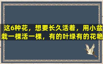 这6种花，想要长久活着，用小盆栽一棵活一棵，有的叶绿有的花艳
