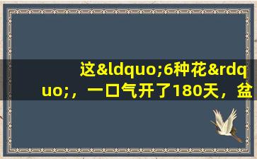这“6种花”，一口气开了180天，盆盆爆花，千姿百态，太香了