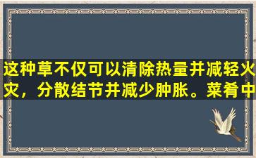 这种草不仅可以清除热量并减轻火灾，分散结节并减少肿胀。菜肴中饮食疗法的影响更加惊人！