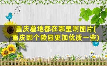 重庆墓地都在哪里啊图片(重庆哪个陵园更加优质一些)