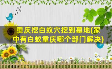 重庆挖白蚁穴挖到墓地(家中有白蚁重庆哪个部门解决)