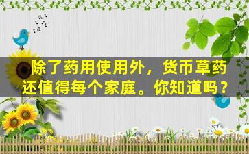 除了药用使用外，货币草药还值得每个家庭。你知道吗？