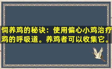 饲养鸡的秘诀：使用偏心小鸡治疗鸡的呼吸道。养鸡者可以收集它。