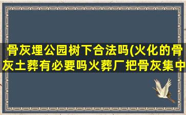 骨灰埋公园树下合法吗(火化的骨灰土葬有必要吗火葬厂把骨灰集中撒入森林或大海可行吗)