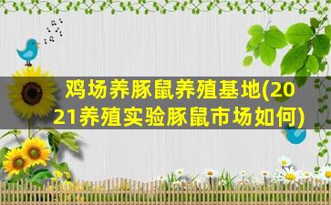 鸡场养豚鼠养殖基地(2021养殖实验豚鼠市场如何)